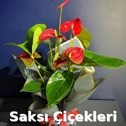 Flowerbox Çiçek Tasarım görseli