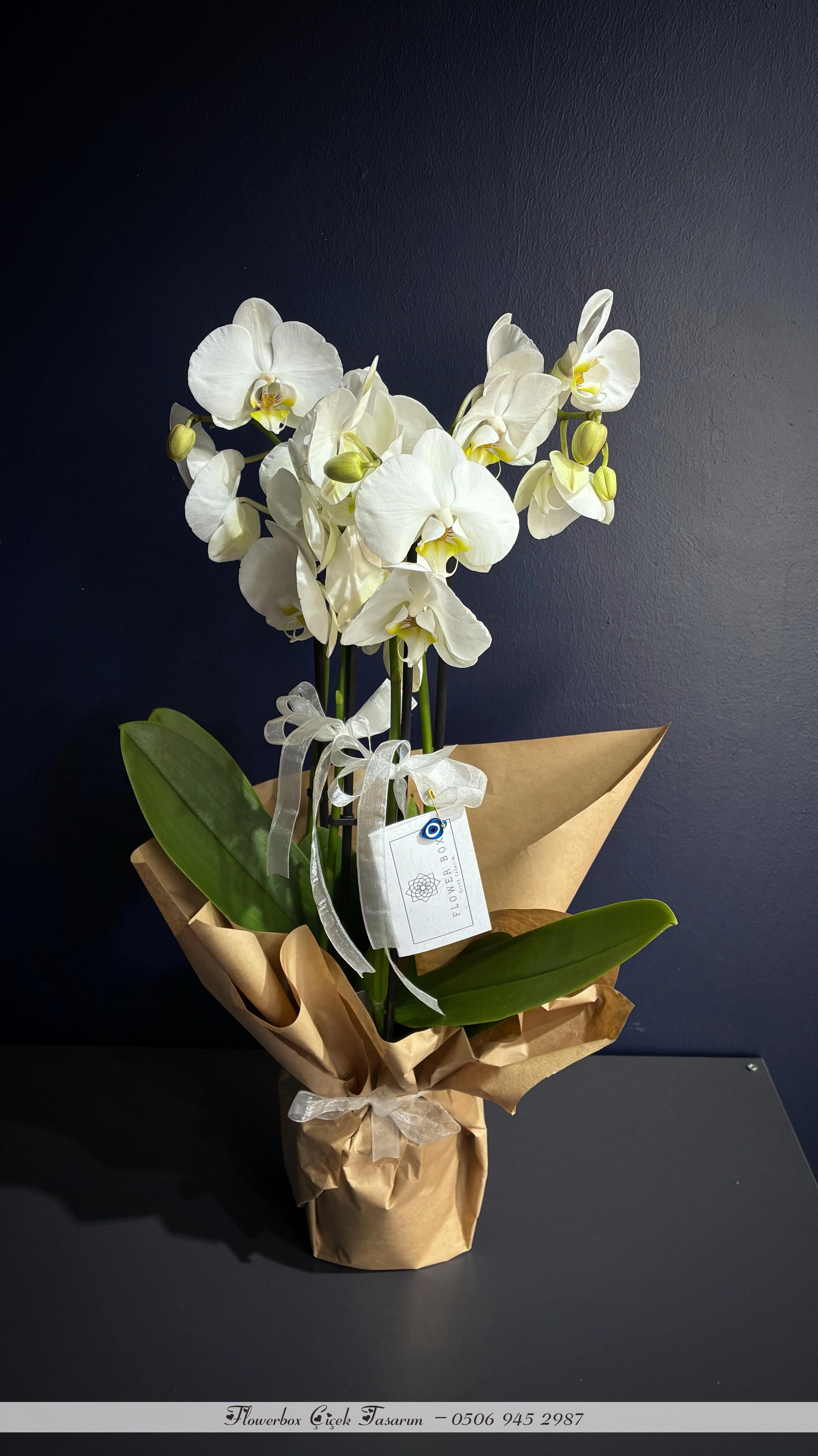 3 Dal Beyaz Orkide