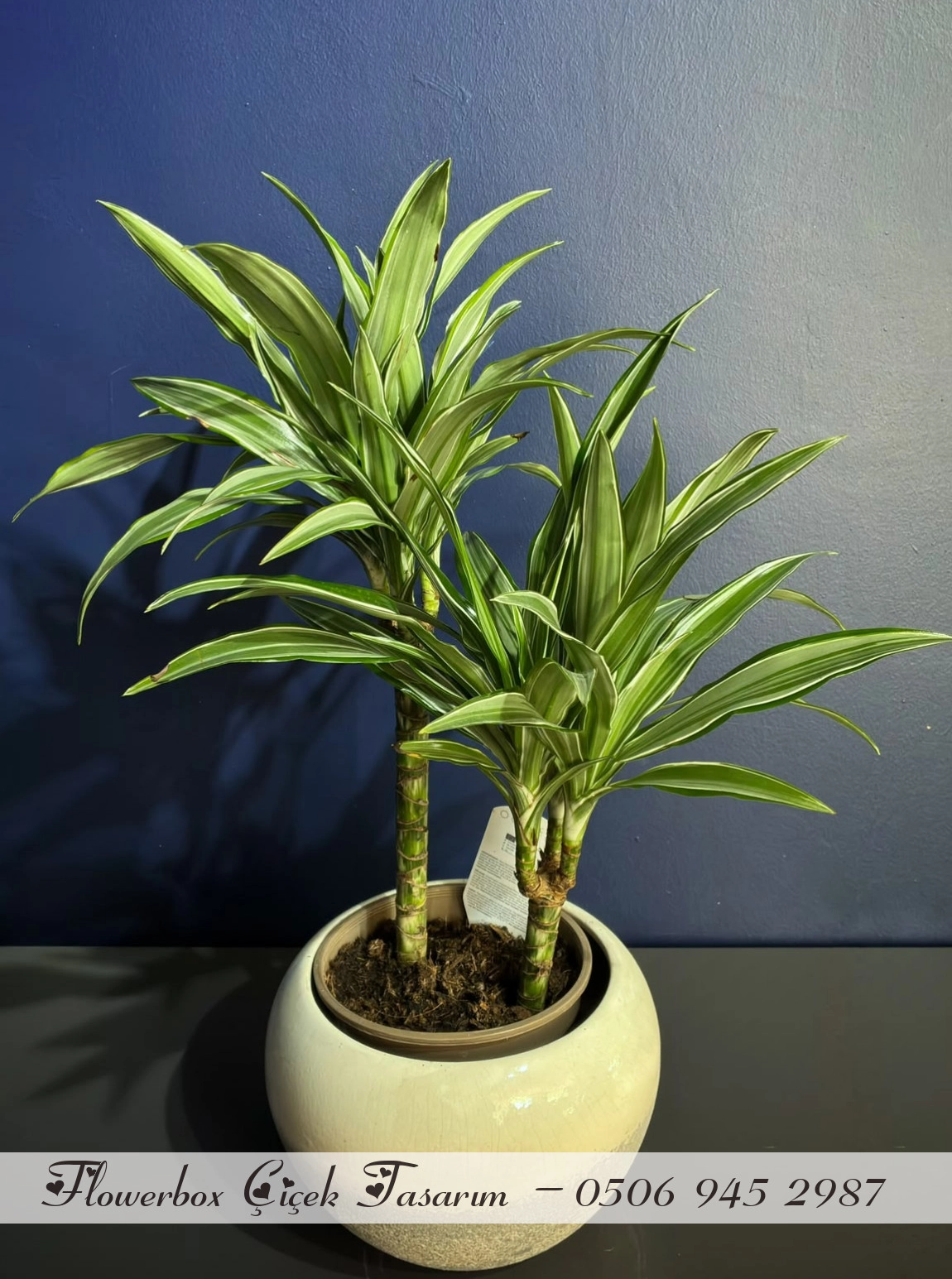Alacalı Dracena (Warneckii) – Seramik Saksıda