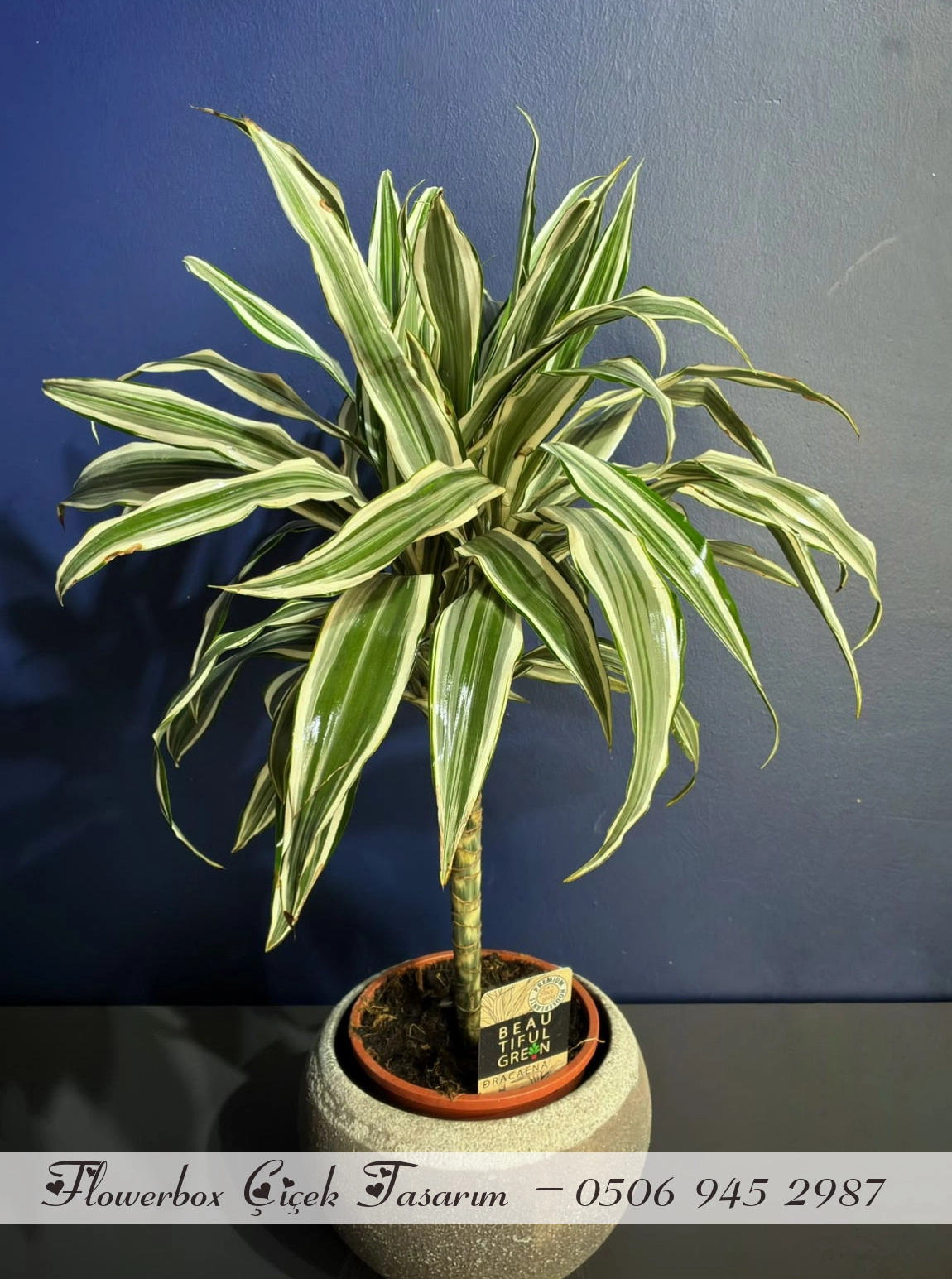 Alacalı Dracena (Warneckii) – Seramik Saksıda