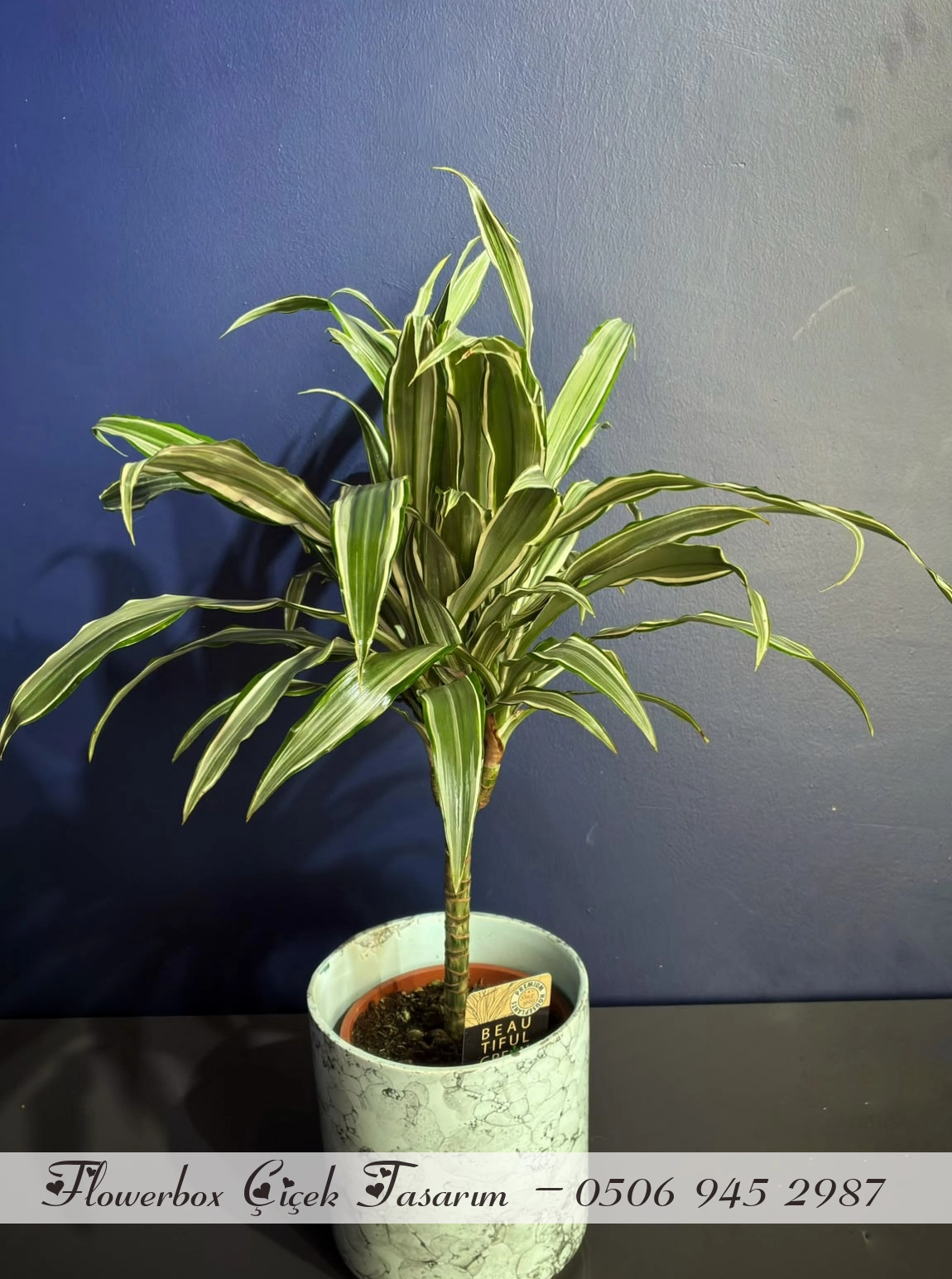 Alacalı Dracena (Warneckii) – Seramik Saksıda