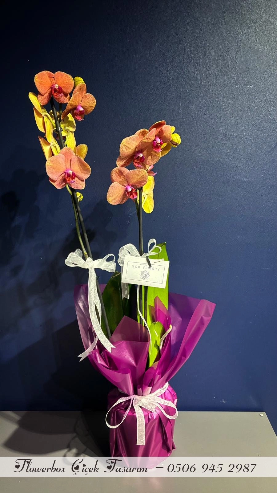 Bakır Turuncu Renkli Orkide