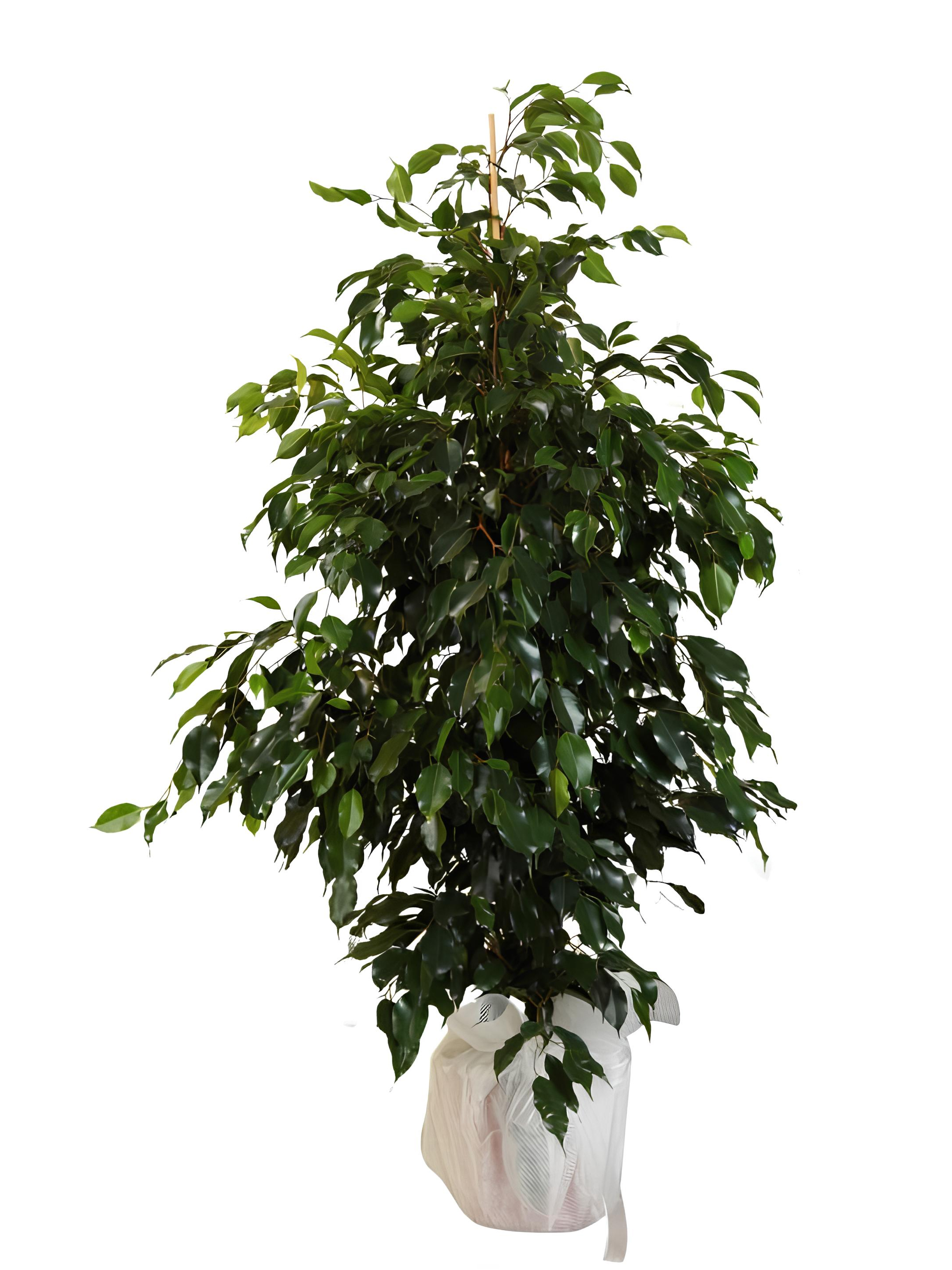 Büyük Boy Ficus Benjamin Saksı Bitkisi