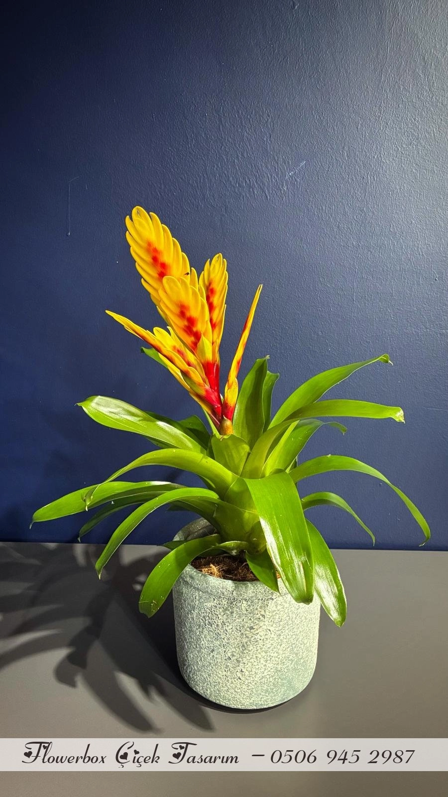 Çift Renk Vrezya Çiçeği