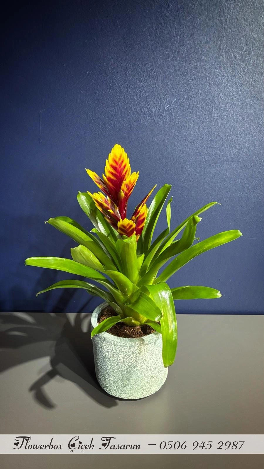 Çift Renkli Vrezya Çiçeği