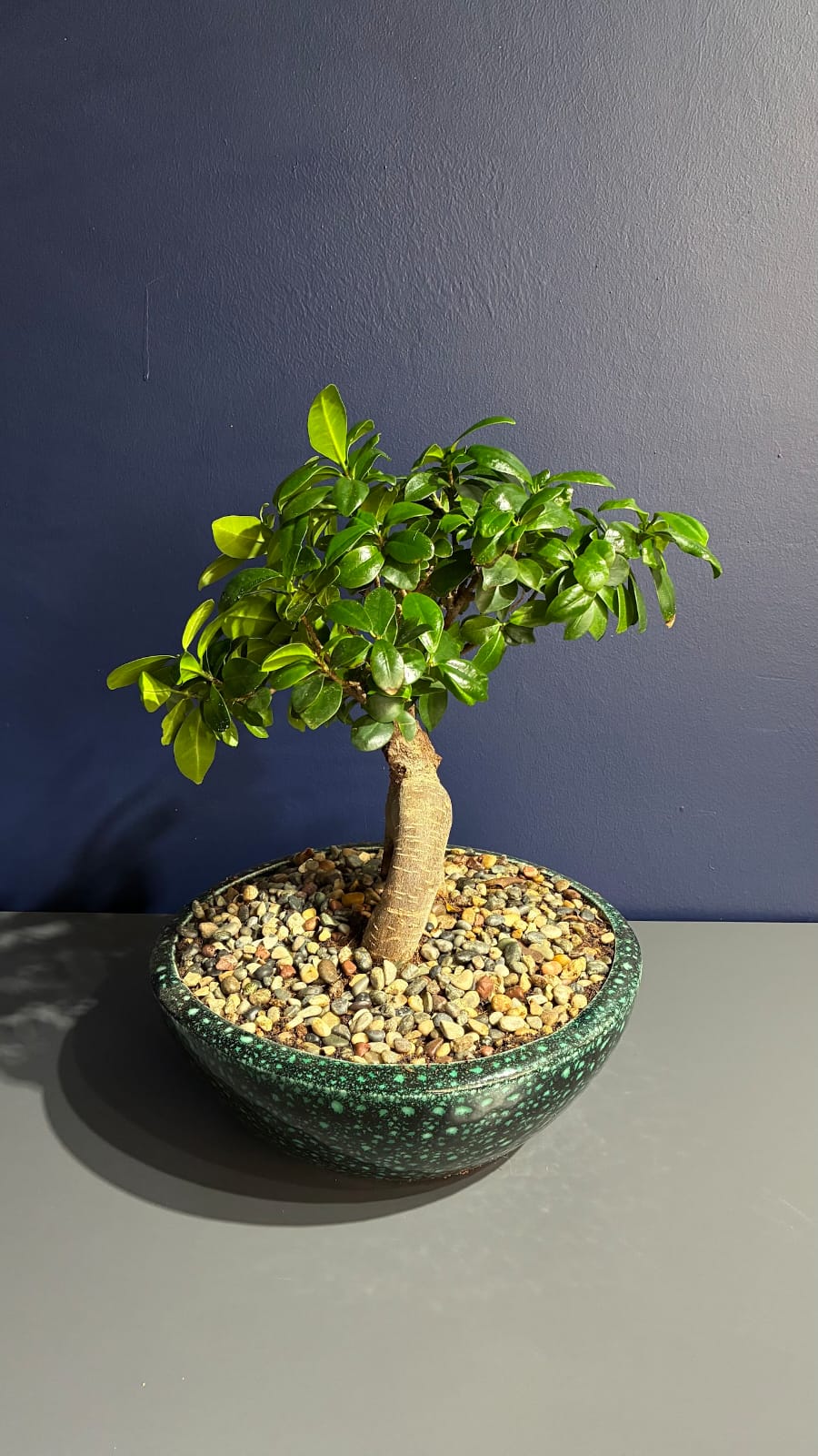 Ficus Ginseng - Bonsai Agacı Özel Seramik Saksı Ile