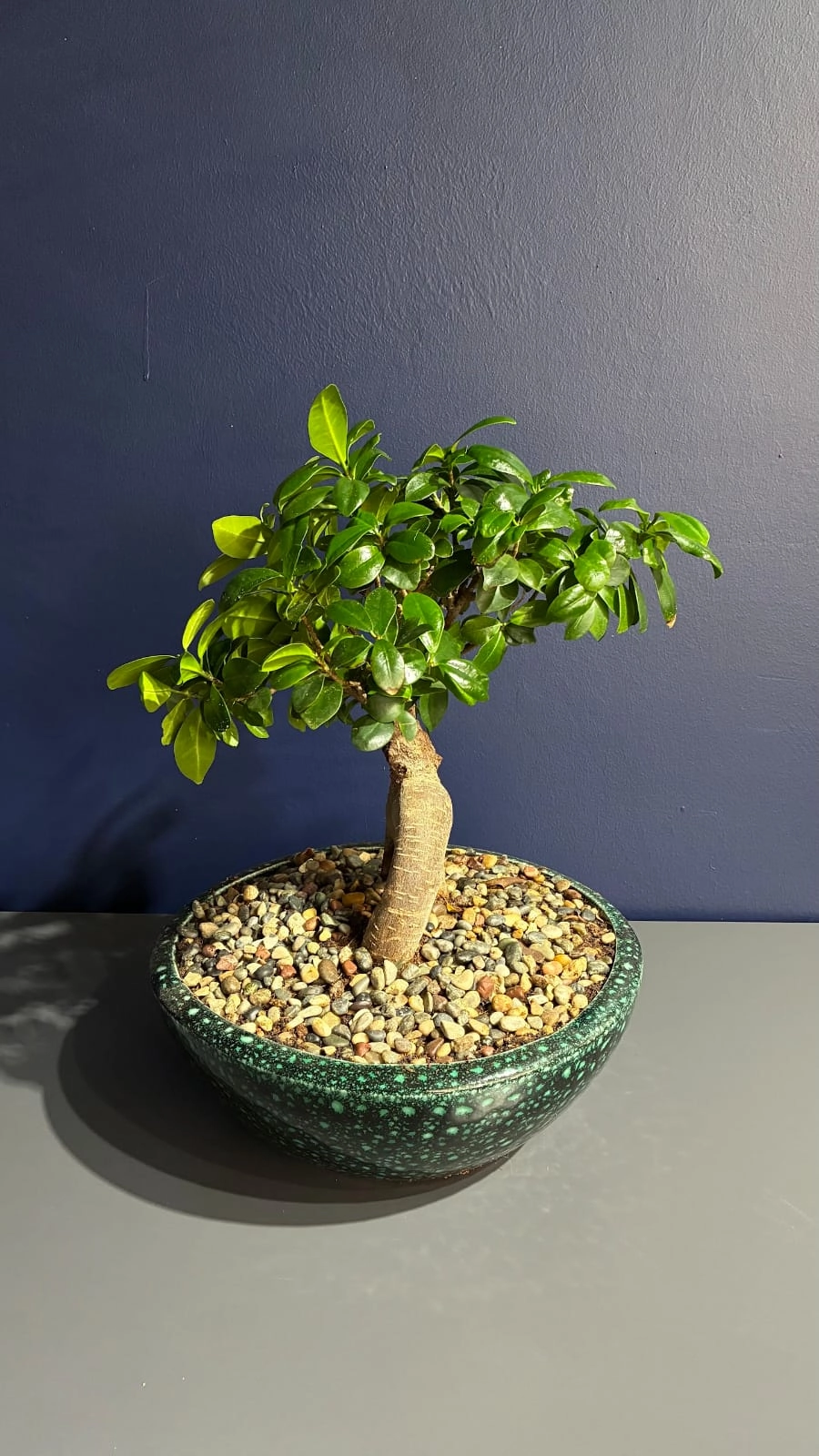 Ficus Ginseng - Bonsai Agacı Özel Seramik Saksı Ile