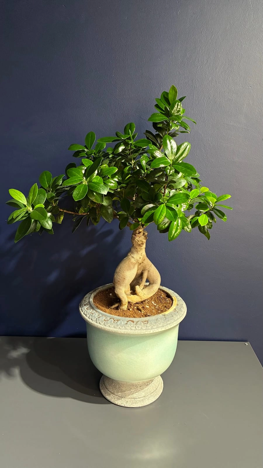 Ficus Ginseng - Bonsai Agacı Özel Seramik Saksı Ile