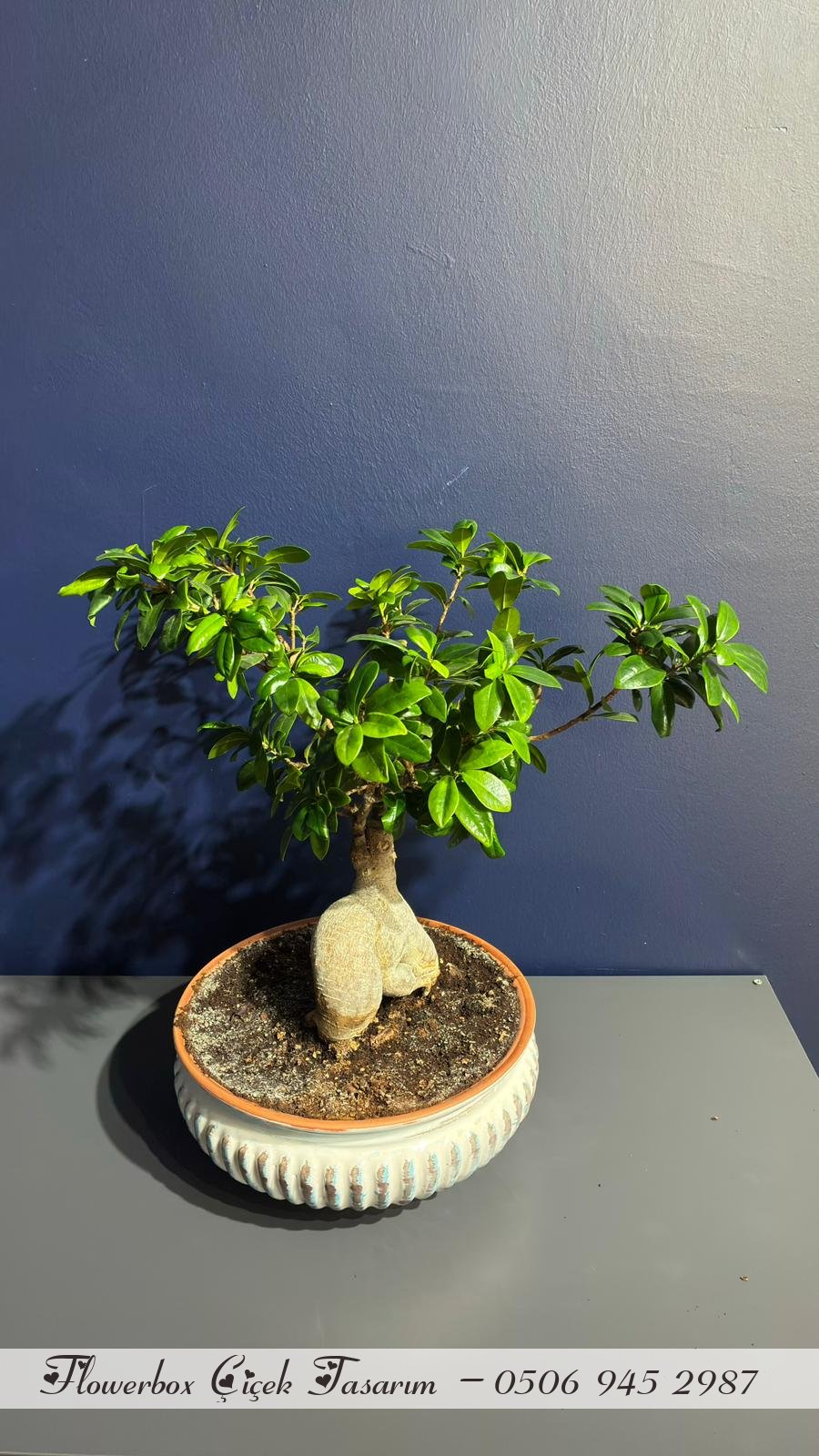 Ficus Ginseng Bonsai Agacı Xl Boy ( 50 Cm )