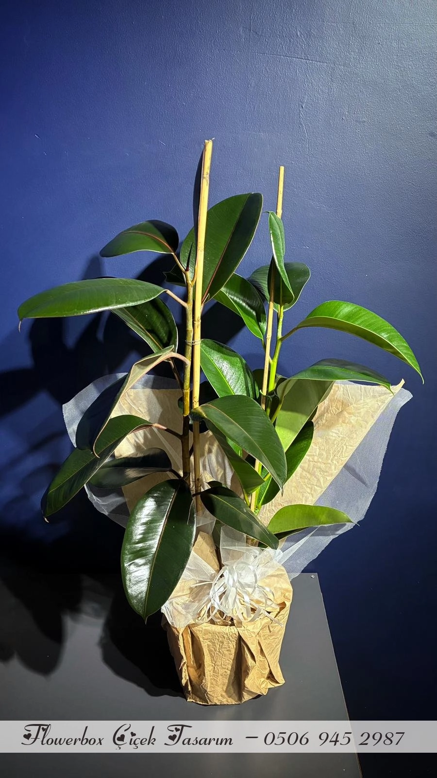 Kaucuk Saksı Bitkisi