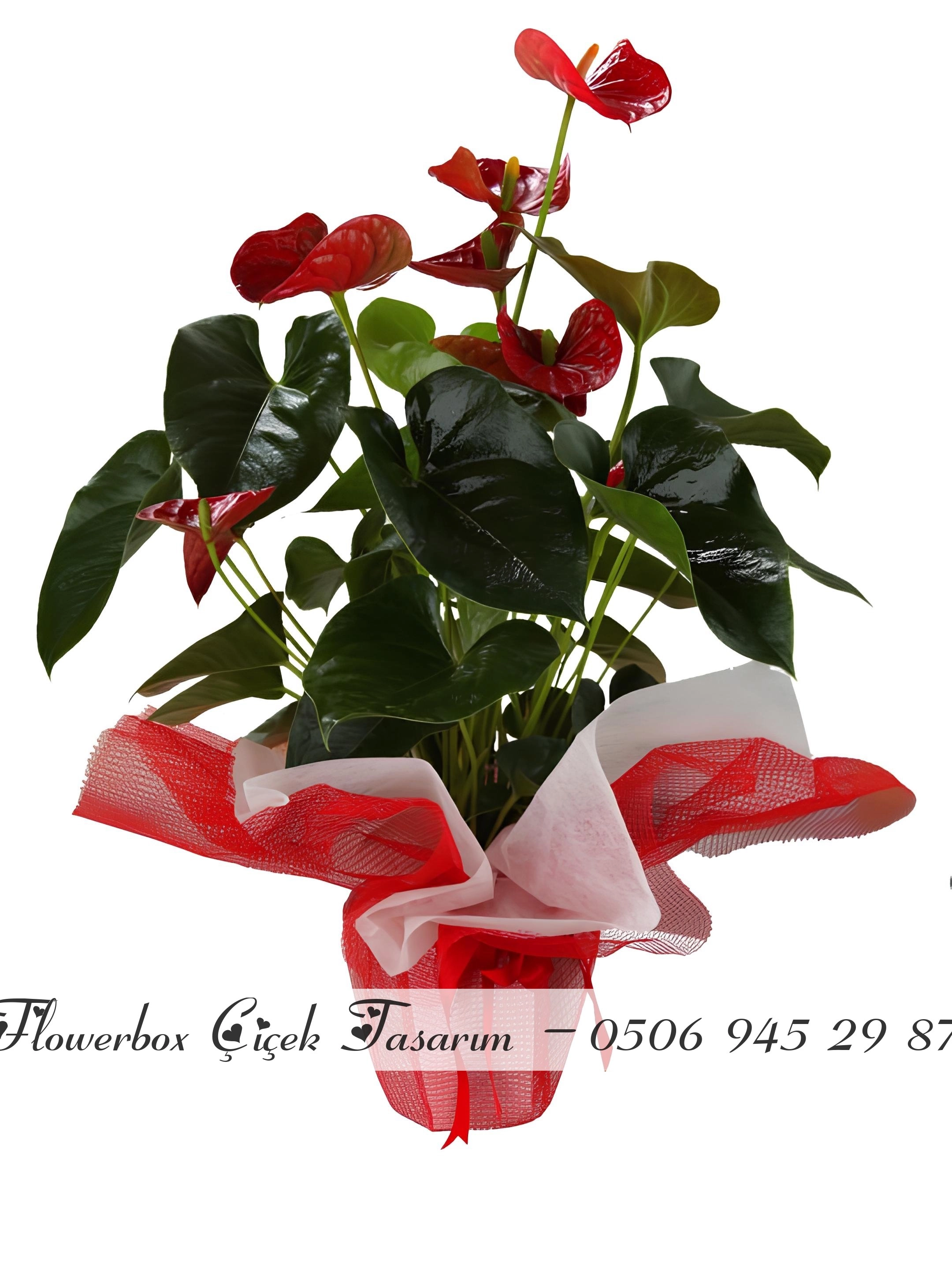 Kırmızı Antoryum Saksı Çi̇çeği