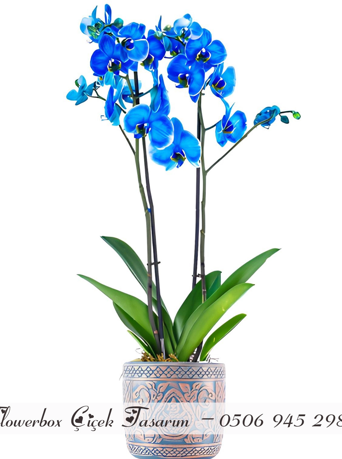 Çift Dallı Mavi Orkide