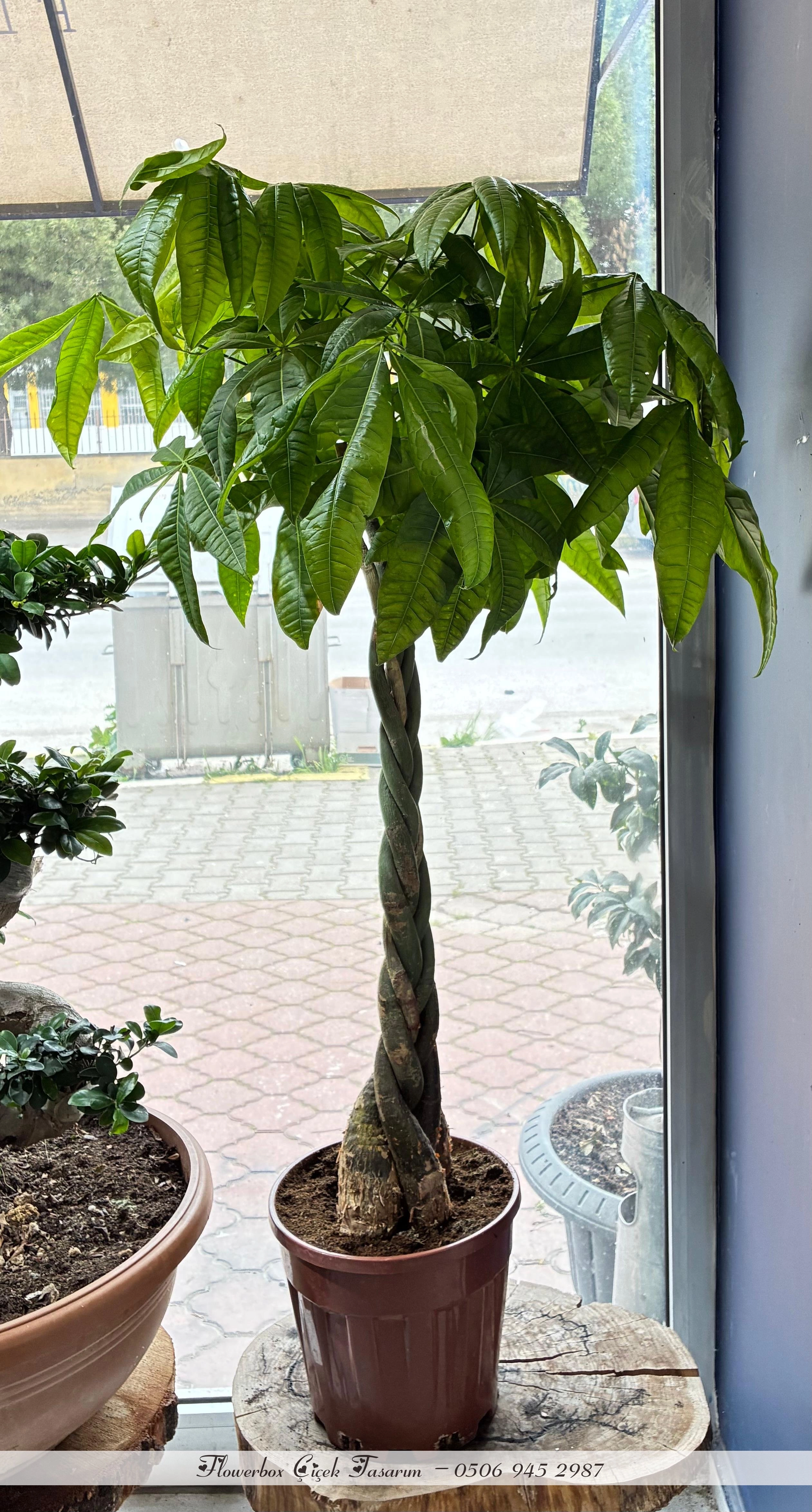 Pachira Agacı ( 160 Cm ) Xl Boy