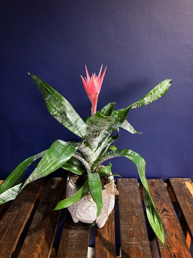 Pink Aechmea Fasciata - Kupa Çiçeği ( Açmaya - Eşmeya Bitkisi Pembe )