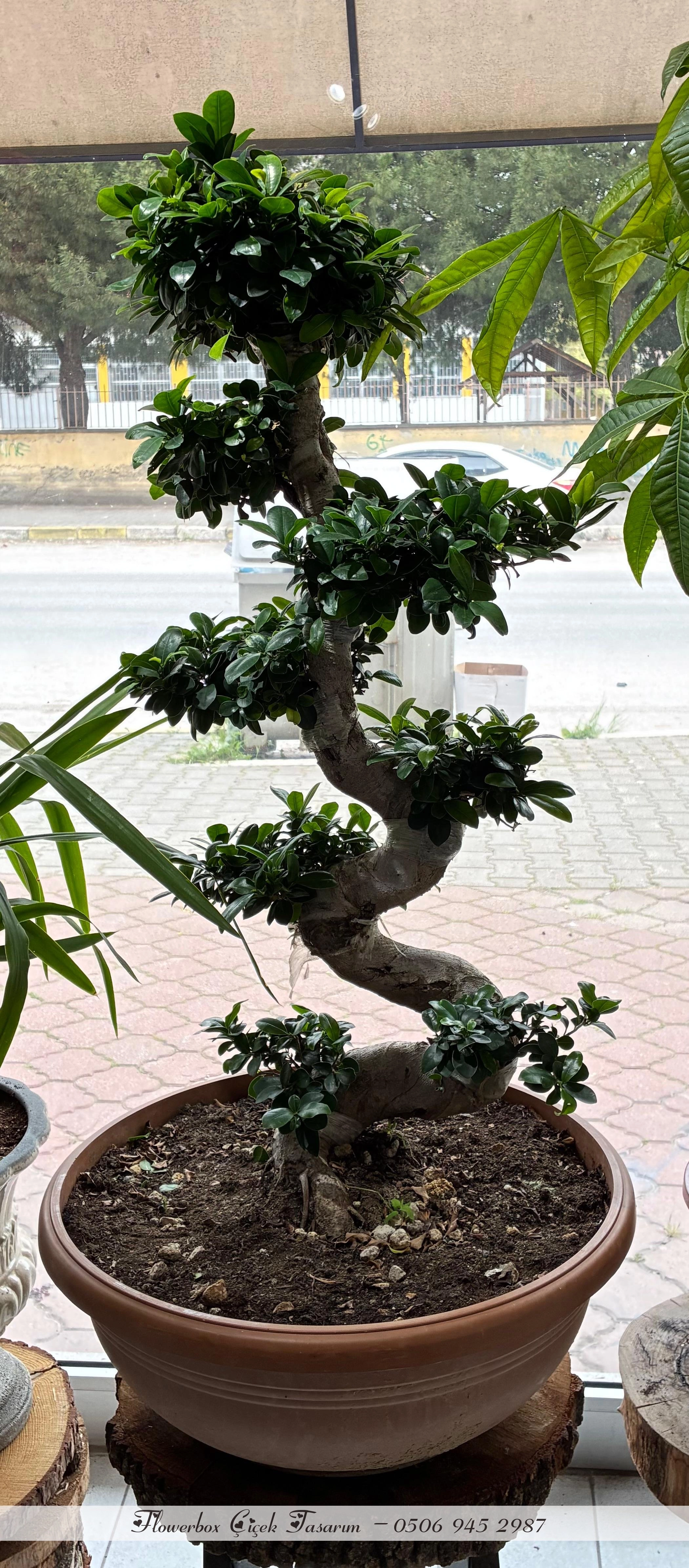 S Bonsai Tree ( 160 Cm ) Xl Boy