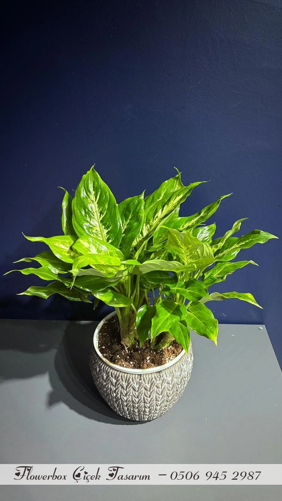 Seramik Saksı Içerisinde Camilla Saksı Bitkisi