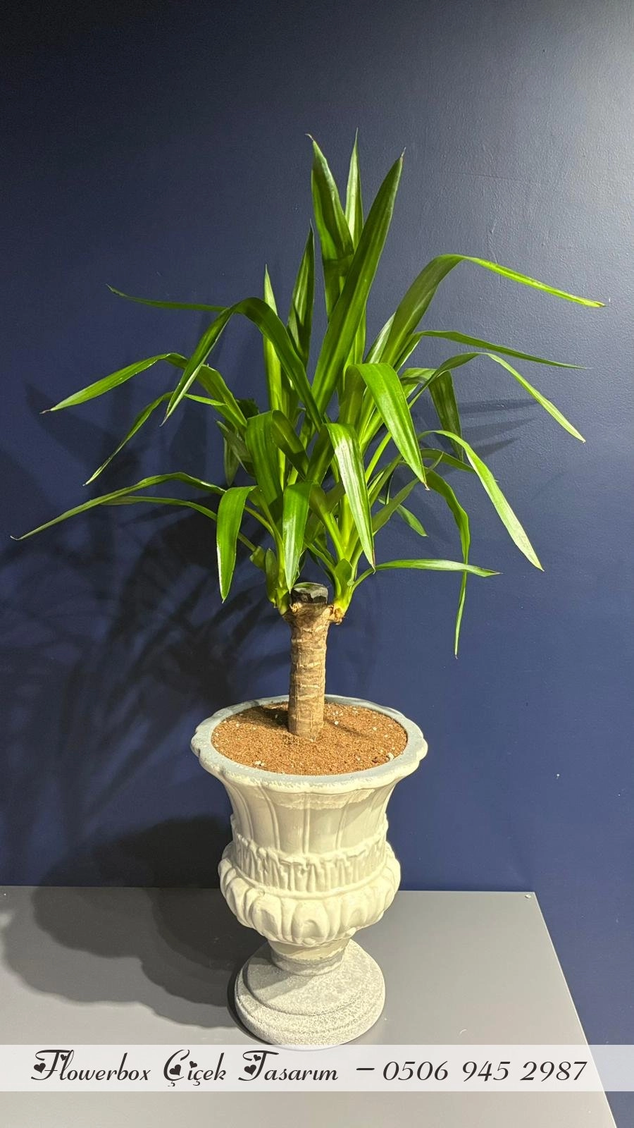 Seramik Saksı İçerisinde Yucca Bitkisi