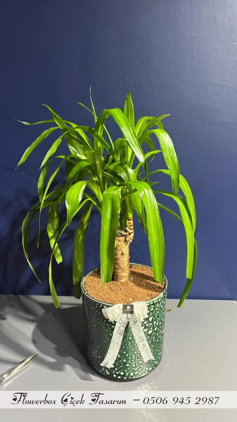 Seramik Saksı İçerisinde Yucca Bitkisi