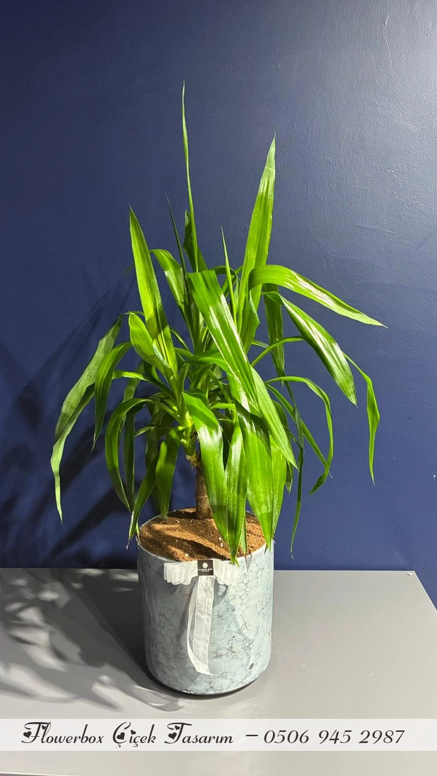 Seramik Saksı İçerisinde Yucca Bitkisi