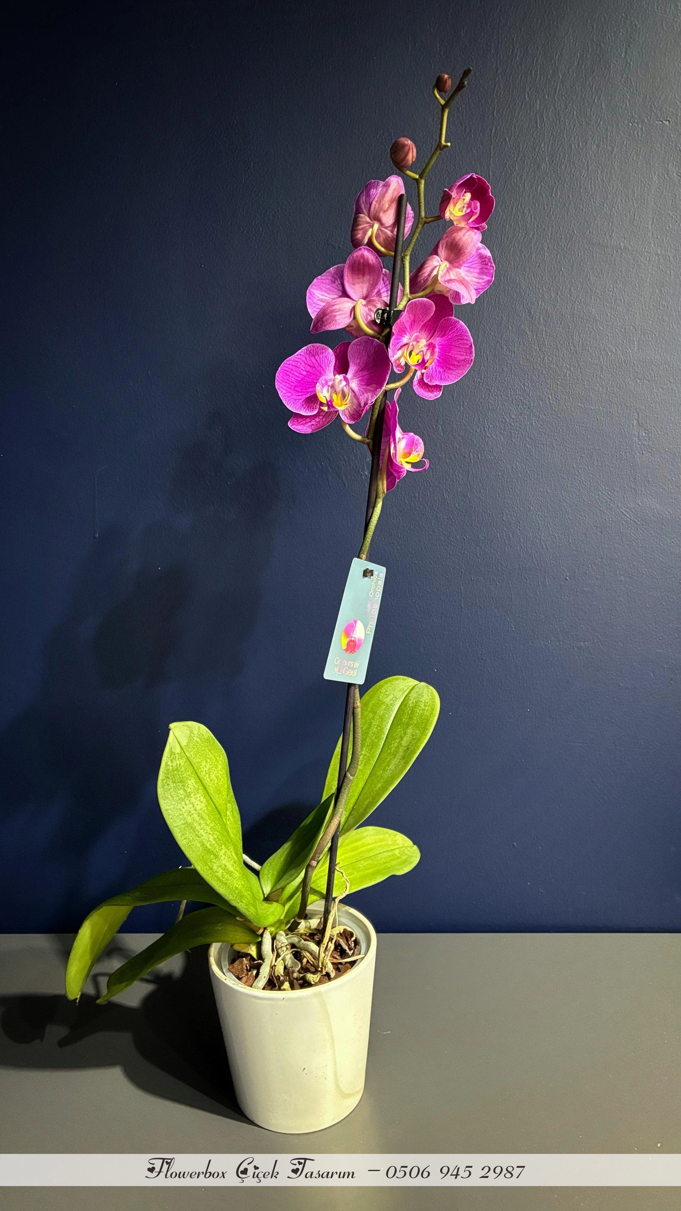 Tek Dal Pembe Orkide
