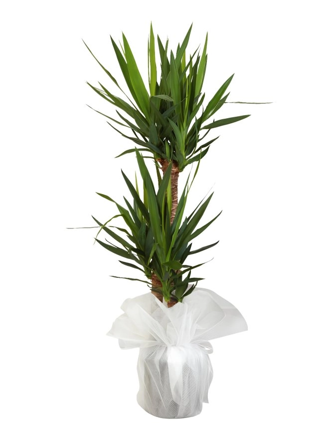 2'Li Yucca Saksı Bitkisi