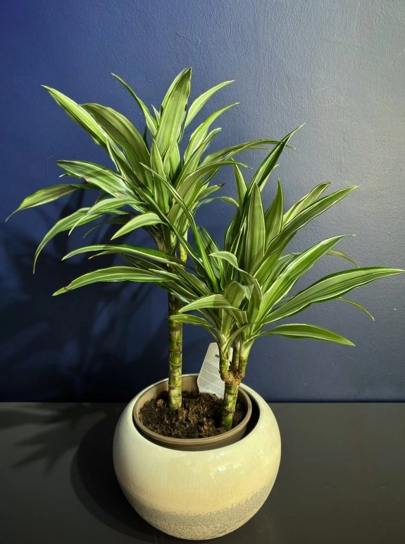 Alacalı Dracena (Warneckii) – Seramik Saksıda