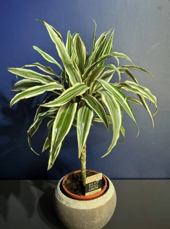 Alacalı Dracena (Warneckii) – Seramik Saksıda
