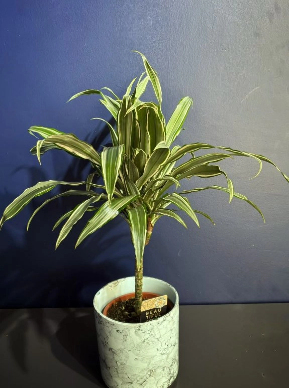 Alacalı Dracena (Warneckii) – Seramik Saksıda