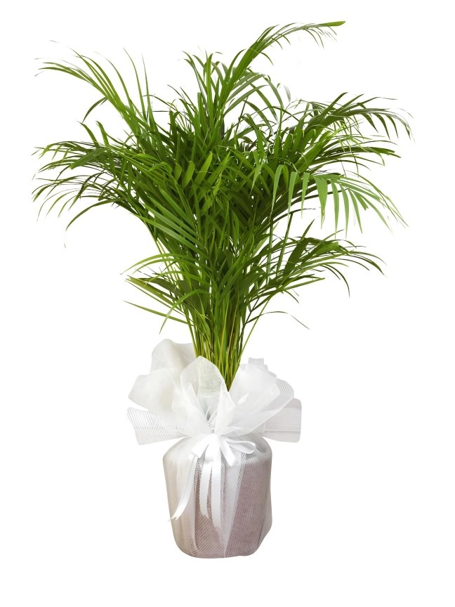 Areka Palmiyesi ( Areca Palm ) Saksı Bitkisi