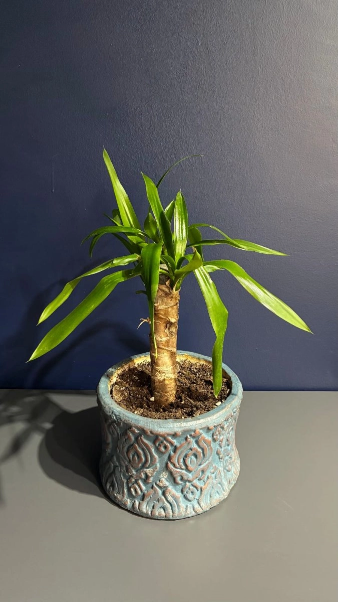 Bodur Yucca Seramik Saksı Bitkisi