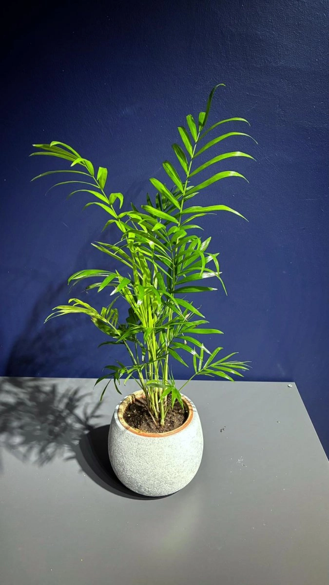 Chamaedorea Saksı Bitkisi