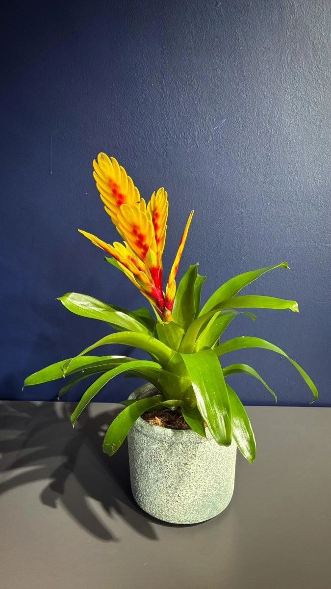 Çift Renk Vrezya Çiçeği