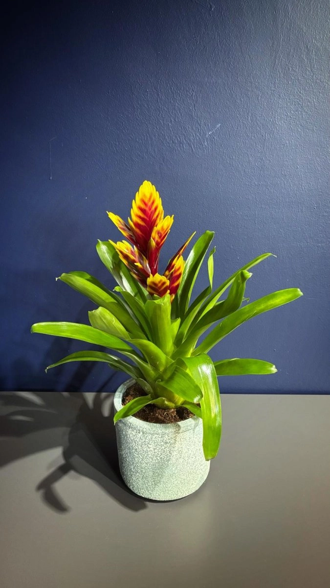 Çift Renkli Vrezya Çiçeği