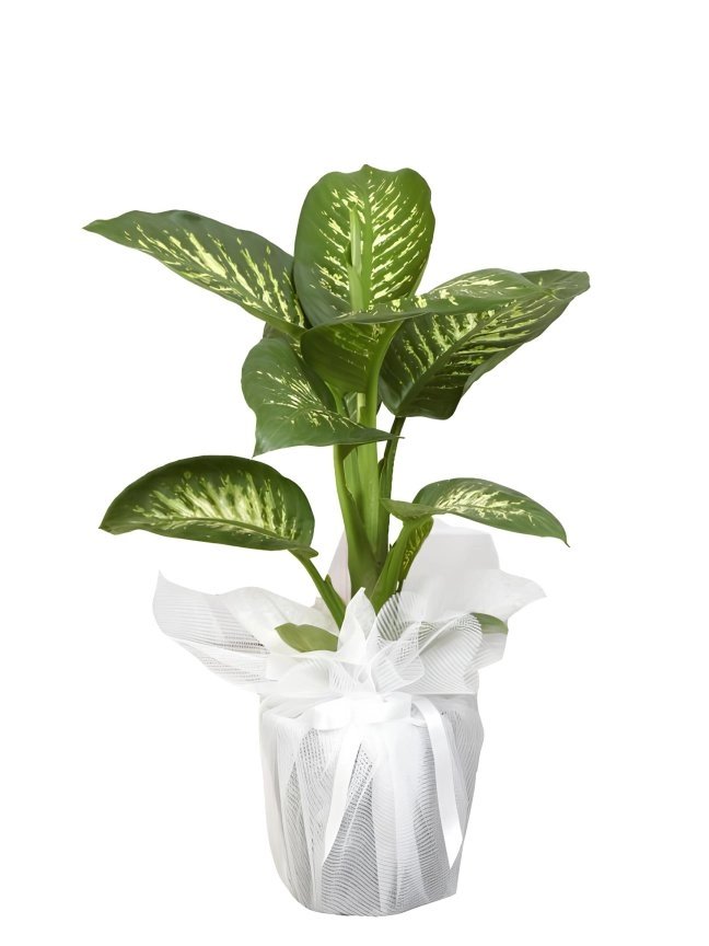 Difenbahya Tropik Saksı Çiçeği