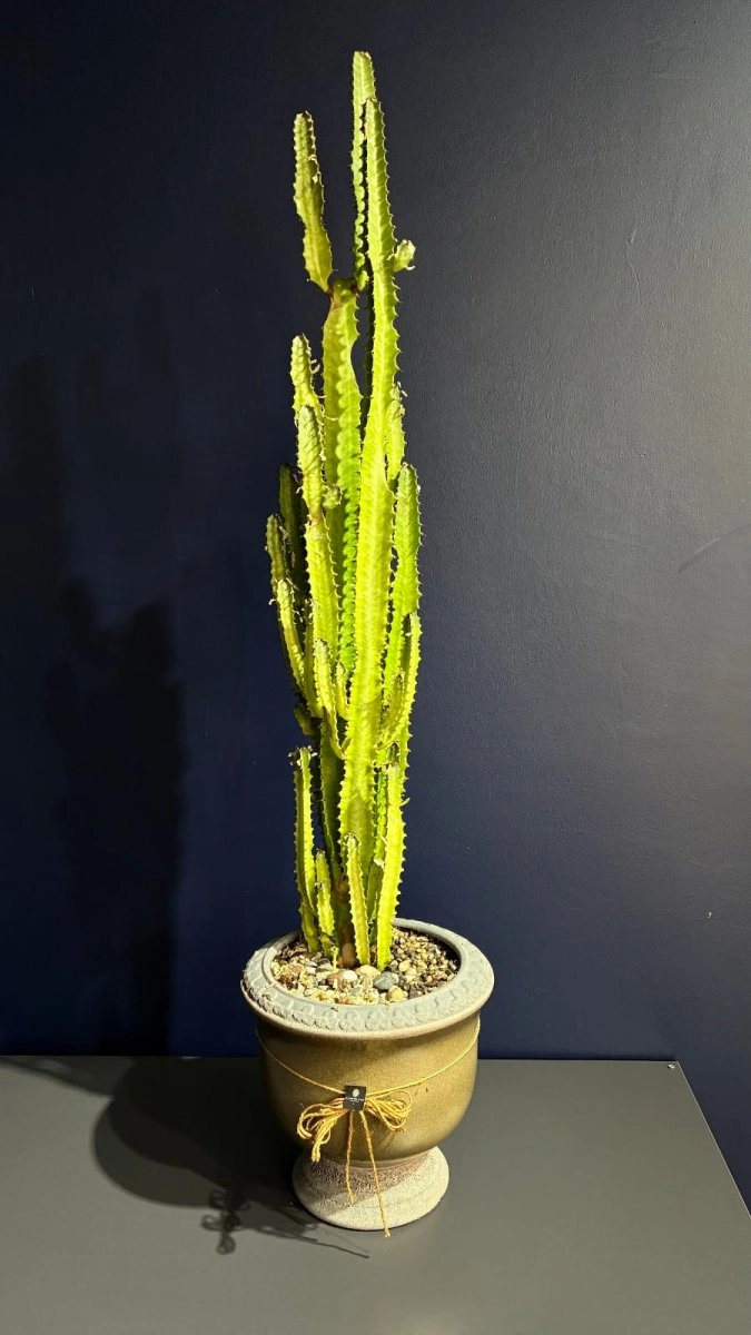 Euphorbia Trigona - Süt Agacı Saksı Bitkisi ( Seramik Saksı Ile )
