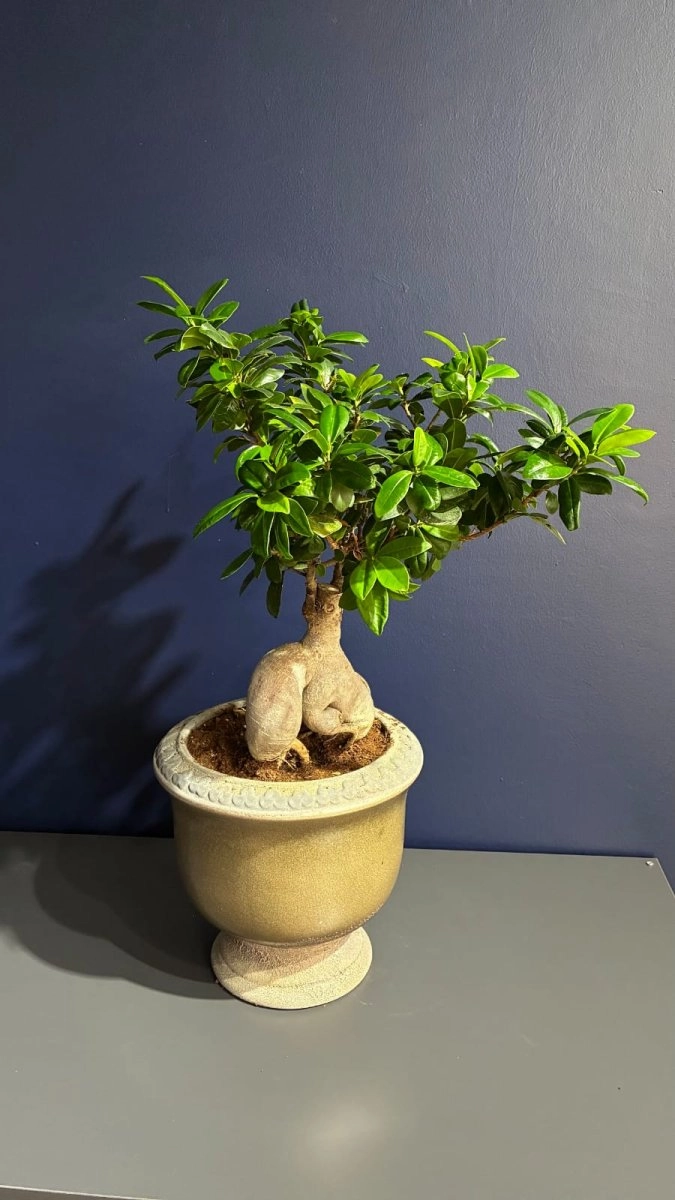 Ficus Ginseng - Bonsai Agacı Özel Seramik Saksı Ile