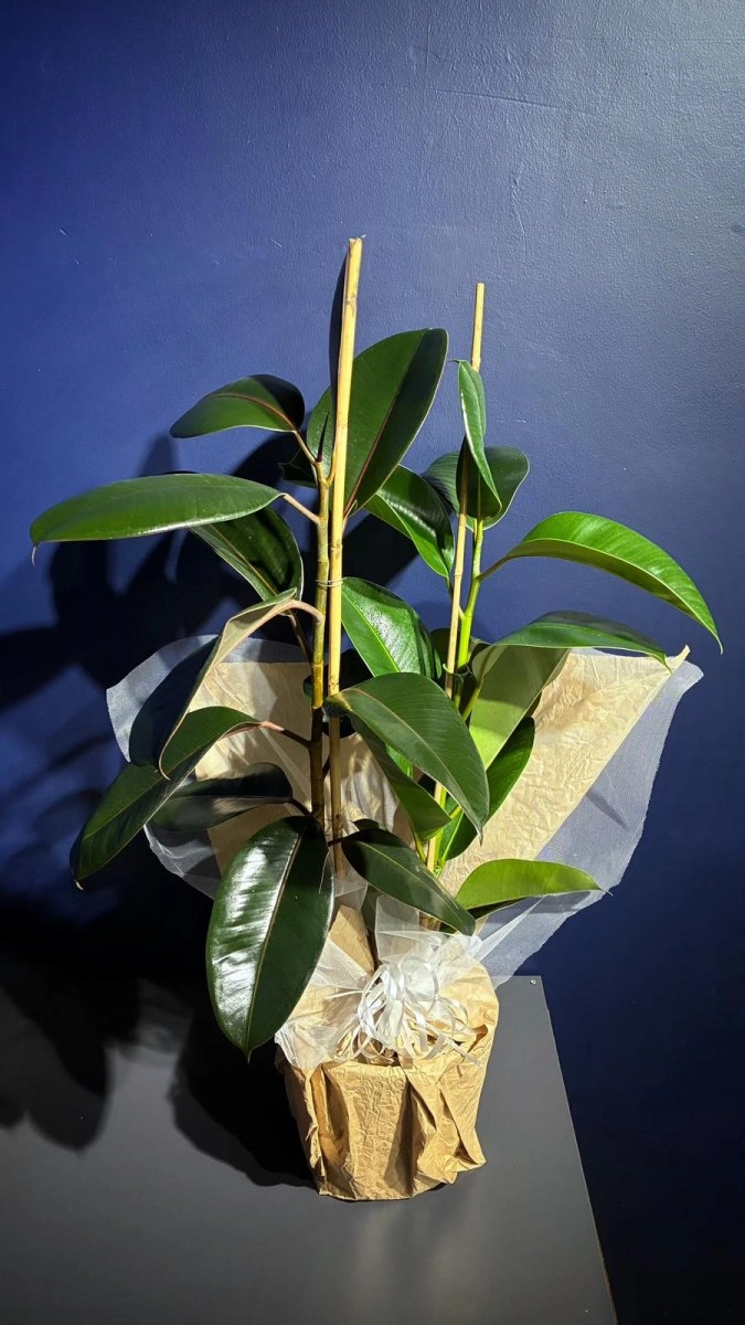 Kaucuk Saksı Bitkisi