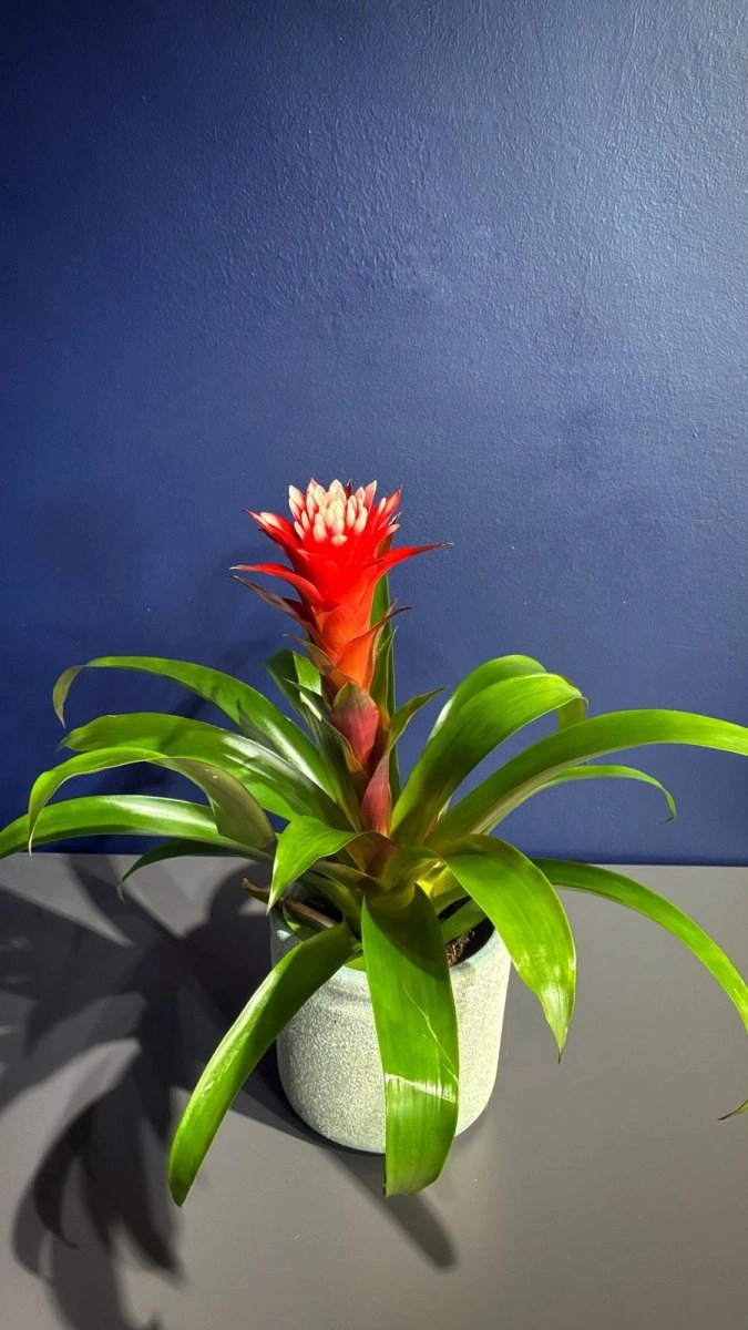 Kırmızı Guzmanya Saksı Çiçeği