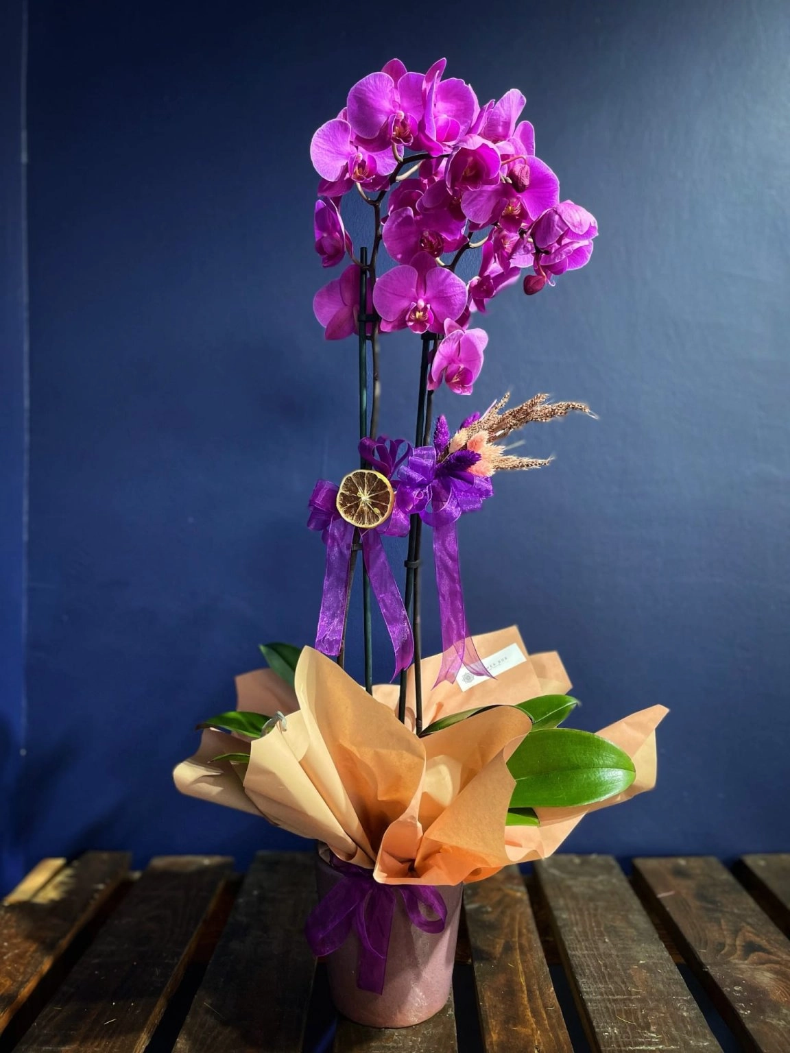 Çift Dal Mor Orkide