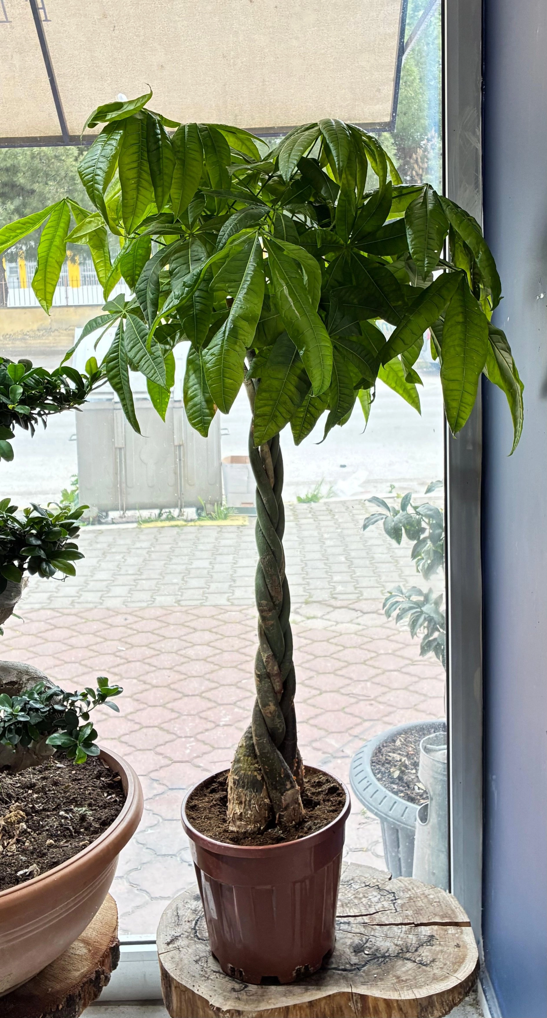 Pachira Agacı ( 160 Cm ) Xl Boy