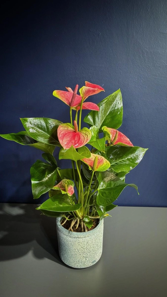 Pembe Antoryum Saksı Çi̇çeği