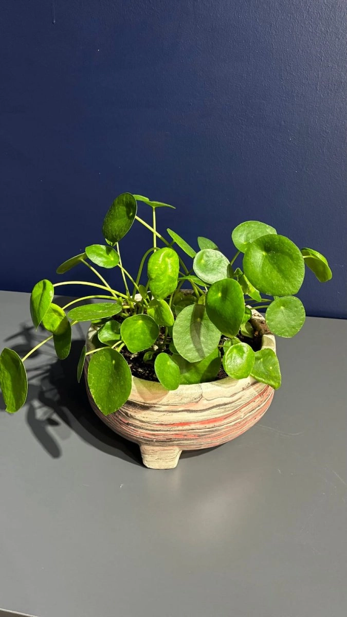 Plea - Ufo Saksı Çiçeği