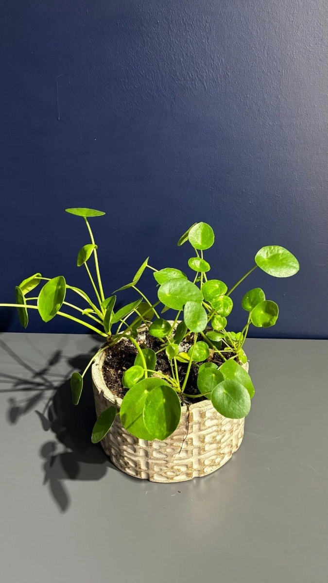 Plea - Ufo Saksı Çiçeği