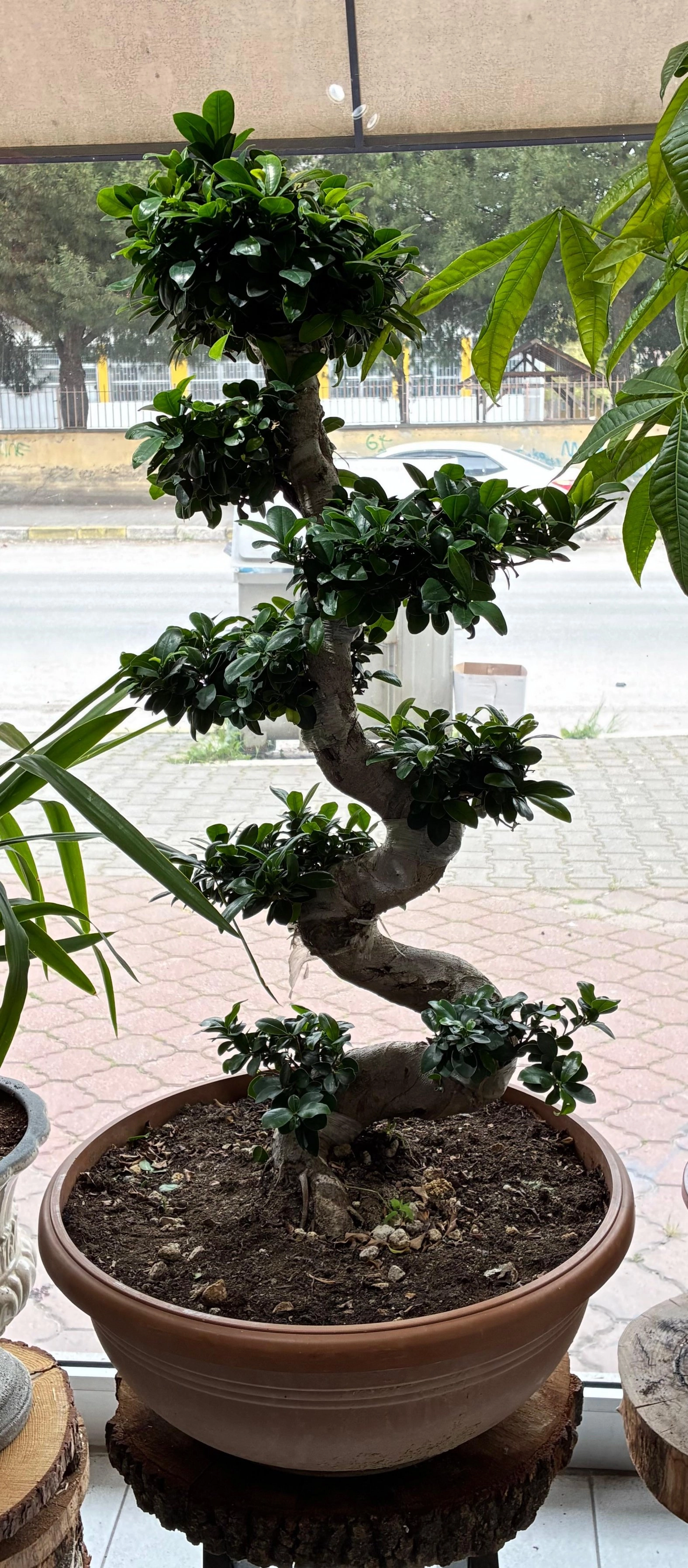 S Bonsai Tree ( 160 Cm ) Xl Boy