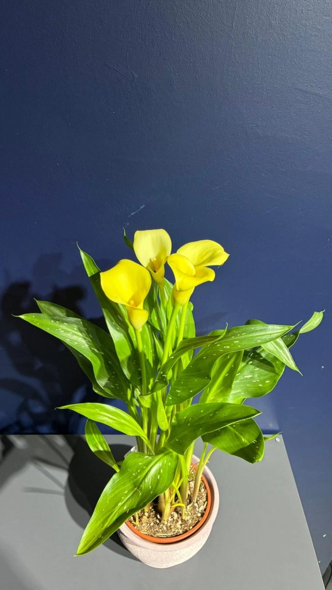 Sarı Gala Çiçeği