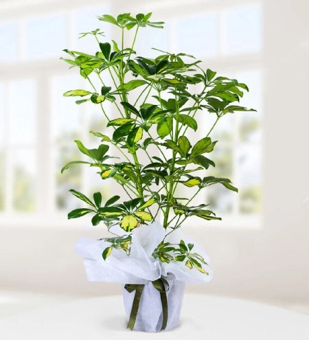 Şeflera Saksı Bitkisi