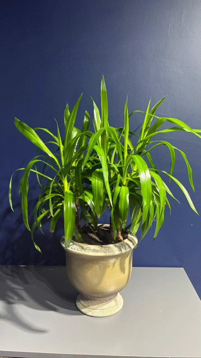 Seramik Saksı İçerisinde 2'Li Yucca Bitkisi