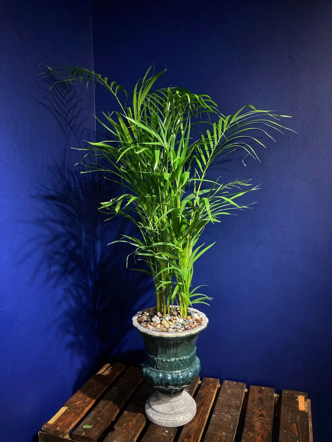 Özel Seramik Saksı Içerisinde Areka Bitkisi