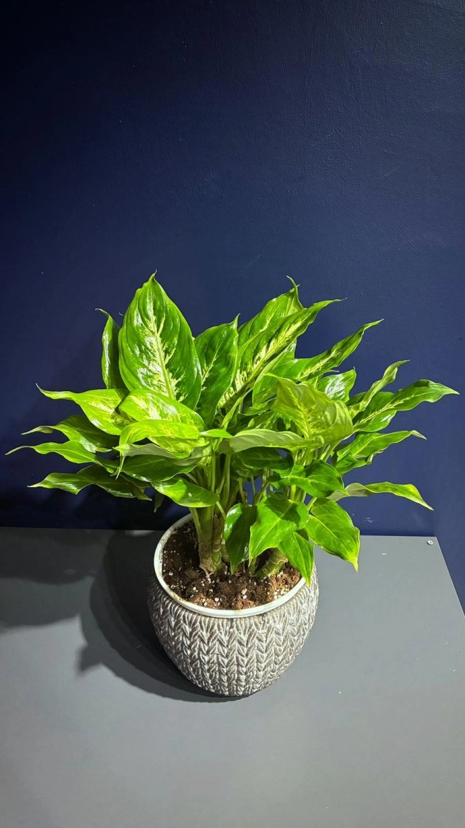 Seramik Saksı Içerisinde Camilla Saksı Bitkisi