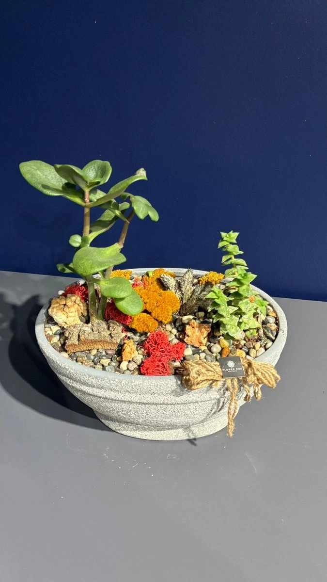 Seramik Saksı İçerisinde Terarrium Aranjmanları 